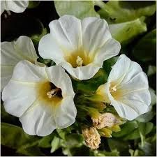 Image result for Turbina longiflora