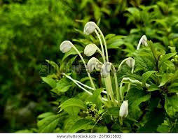 Image result for Clerodendrum incisum