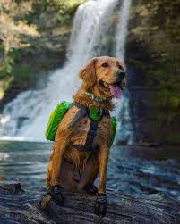 A List Of The Best Dog Friendly Hikes Hiking Trails In Roanoke Va In The Blue Ridge Mountains Of Virginia Camping Blue Ridge Mountains Hiking Hiking Trails