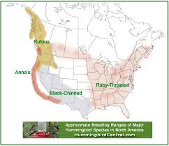 Hummingbird Migration In The Spring And Fall Through The