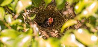 Wichtig ist, dass die vögel während der brutzeit nicht gestört werden. 6 Einfache Tipps Damit Vogel In Ihrem Garten Bruten