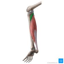 Knee replacement surgery can help you regain your. Popliteus Muscle Attachments Innervation And Function Kenhub