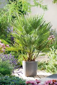 Palmier Nain En 2020 Palmier Nain Decoration Jardin Design Jardin