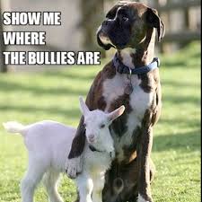 © 2007_2018 josé cabrita all right reserved built with indexhibit. Love Love Love Boxers Funny Animal Memes Animals Cute Animals
