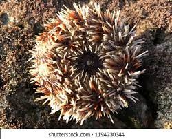 — according to projections, revenues will increase next year. Echinoidea Landak Lautbulu Babi On Rock Stock Photo Edit Now 1194230344