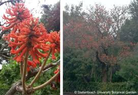 Image result for Erythrina abyssinica