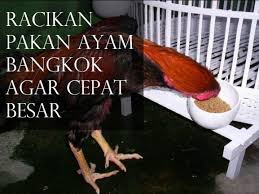 We did not find results for: Racikan Pakan Ayam Bangkok Agar Cepat Besar Dan Gemuk Beternakdirumah