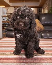 Find your new companion at nextdaypets.com. Fino Lagotto Fine Dogs For Fine Homes Lagotto Puppies For Sale