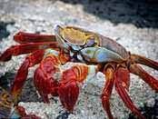 Common sources of crab meat. Is Eating Crabs Halal Or Haram Or Makrooh Best Answer Www Cjislam Weebly Com