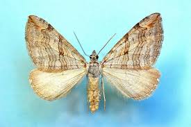 Image result for Aplocera efformata