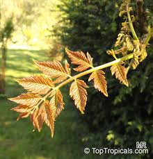 Goldenrain tree spreads by seed, so we regularly get seedlings germinating throughout the garden. Koelreuteria Paniculata Golden Rain Tree Varnish Tree Chinese Flame Toptropicals Com