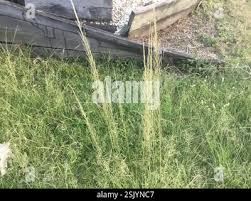 Image result for Sporobolus pyramidalis