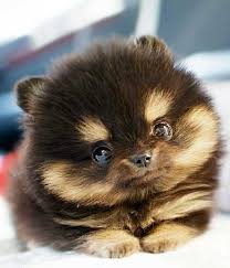 Small Teacup Dog Breeds Teacup Dog Breeds Cute Dogs Puppies