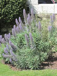 Image result for Echium