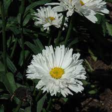 From fabulous birthday ideas to romantic bouquets for that special someone and festive holiday centerpieces, shop proflowers for gifts to make every occasion a. Crazy Daisy Shasta Daisy Leucanthemum X Superbum Crazy Daisy In Milwaukee Racine Waukesha Green Bay Oconomowoc Wisconsin Wi At Stein S Garden Home