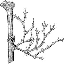 Image result for Viscaceae