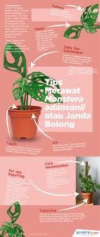 Infografik Tips Merawat Monstera Adansonii Atau Janda Bolong