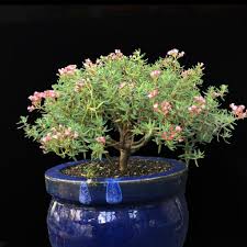 It is an perennial plant native to the eastern half of south africa, on mountain slopes in rocky terrain. Crassula Sarcocaulis Succulent Pretending To Be A Bonsai Tree Succulents