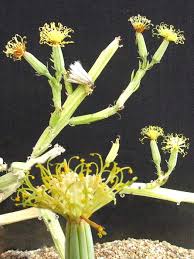 Image result for Kleinia longiflora