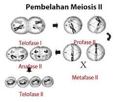 Meningkatnya volume rongga dada saat inspirasi dipengaruhi oleh faktor berikut daerah pembelahan sel atau daerah divisi, daerah pembelahan sel terlihat tersusun oleh pernyataan yang benar tentang dinding sel bakteri adalah. Soal Pilihan Ganda Reproduksi Sel Jawaban Dan Pembahasan Fiqihislam