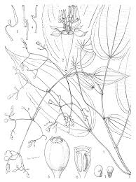 Image result for Dinophora spenneroides