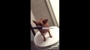 It has dog in it, but is also mixed with short haired foxes and go through different modes: Small Chihuahua Carries Knife Around Its House In North Carolina
