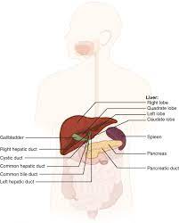 Accessory Organs In Digestion The Liver Pancreas And Gallbladder Anatomy And Physiology