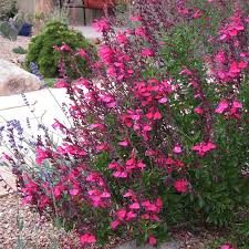 Salvia greggii 'mirage deep purple' (1 x 9cm pot, for spring/summer planting). Salvia Greggii Cold Hardy Pink Cold Hardy Pink Texas Sage High Country Gardens