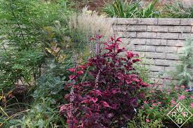 Image result for Coleus gracillimus