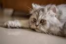 The Traditional Persian Cat FAQs