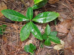 Image result for Ardisia