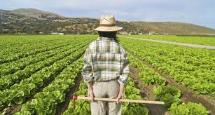 Jan 04, 2021 · sms. Papa Quiero Ser Agricultor Sociedad El Pais