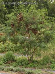 Image result for Leucaena leucocephala