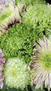 Chrysanthemum Chrysanthemum Flower Flower Arrangements Delivery Wholesale Flowers