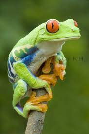 Pin By Yvonne Bullock On Animals Tree Frogs Red Eyed Tree Frog Frog