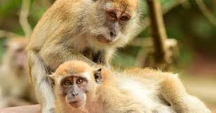 Image result for Macaria fusca