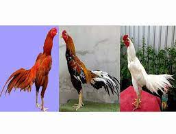 Ciri Ayam Aduan Bagus Punya Kekuatan Mistik Bisa Menang Ayam Juara Ayam Juara