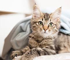 If your cat is battling your green thumb with his black paws, target your cats unwanted behaviors with these deterrents. Am I A Bad Pet Owner If I Let My Kitten Sleep In The Bed With Me