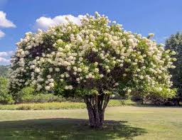 Image result for Gaertnera paniculata