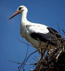 Why Do Birds Fly South For The Winter Riddle Croatia Showcases Lovebird Storks To Draw Visitors The Express Tribune Stork Croatia Tribune