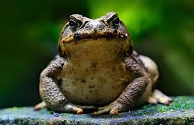 Cual Es El Significado De Sonar Con Sapos O Ranas