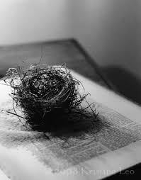 Combining Love Of Nests B Photography And Daughter Image Bird Nest Birds