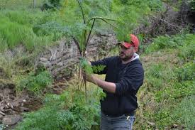 We did not find results for: Https Www Mariettatimes Com News 2017 05 Poison Hemlock Thrives In Area