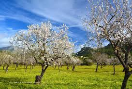 Wann ist die mandelblüte auf mallorca? Mandelblute Auf Mallorca Finca Urlaub In Der Nebensaison