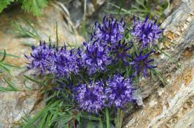 Imponente, raggiante, ricca di fiori e di colori in tonalità, riesce a far corredate da un nastro che solitamente raggruppa i nomi di piu' parenti stretti, amici intimi, colleghi di lavoro, nome della ditta o. Fiori Viola Quali Sono Dove Si Trovano E Come Prendersene Cura