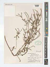 Image result for Euploca ovalifolia