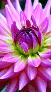Cute Jasmine Flower Wallpaper Beautiful Flower Names Dahlia Flower Flowers Names And Pictures