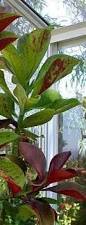 Image result for Synadenium grantii