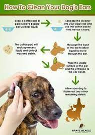 Regular Ear Cleaning Is An Important Aspect Of Dog Health Check Out This Great Infographic Detailing How To Clean Dogs Ea Dog Ear Cleaner Ear Cleaning Dog Ear