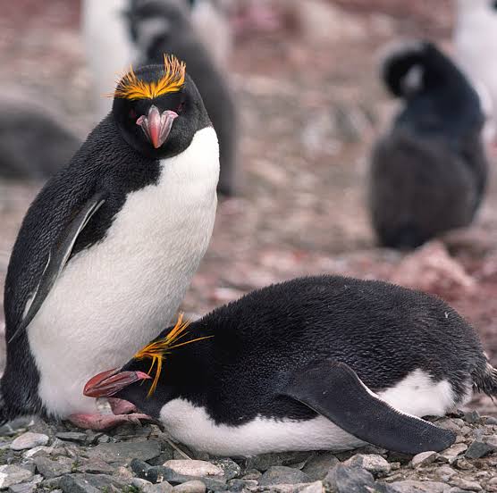 Mga resulta ng larawan para sa Macaroni Penguins"